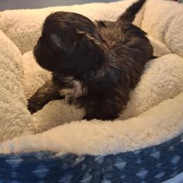 Brandy - Brindle and white female Shih Tzu puppy in Cañon City, Colorado from Terri Geiser-Gilchrist
