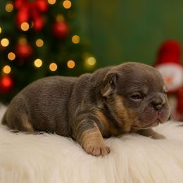 Boy 5 - Tricolors male French Bulldog puppy in Euless, Texas from Moki&Mello