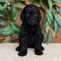 Toulouse - Black female Poodle puppy in Gilbert, Arizona from Tailored Poodles