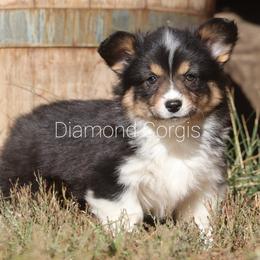 American Corgi Puppies from Diamond Corgis
