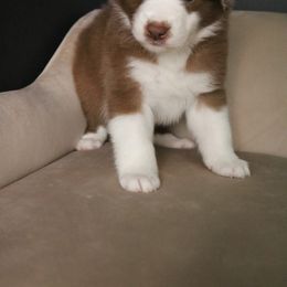 Australian Shepherd Puppies from Kiki's Aussies