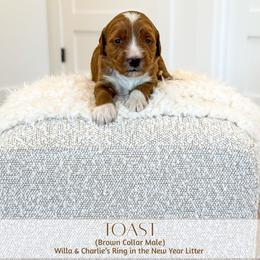 TOAST - Red  male Goldendoodle puppy in Bell Buckle, Tennessee from Precious Puptown Doodles