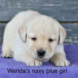 Blue female - Yellow female Labrador Retriever puppy in Mississippi from Sure Shot English Labs