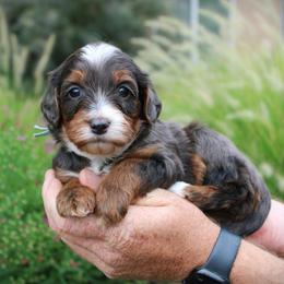 Opal - Blue merle female Bernedoodle puppy in Eagle Mountain, Utah from Fur Real Puppies.