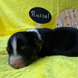 Russel - Black tri-color male Australian Shepherd puppy in Shepherdsville, Kentucky from Annie's Aussies