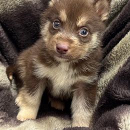 Dark red male - Red and white male Siberian Husky puppy in Doswell, Virginia from Shinko Siberians