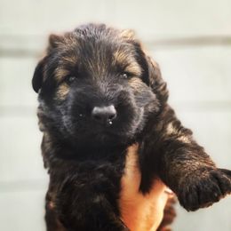 German Shepherd Puppies from Eisenkraft K9’s