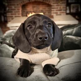 Dachshund Puppies from Cajun Pawfection