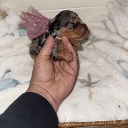 Girl 2 - Dapple female Dachshund puppy in Manteca, California from Sweet and Low Dachshunds