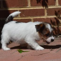 Twix Boy 2 - White and tan male Russell Terrier puppy in Middletown, Virginia from DBF Russell Terriers
