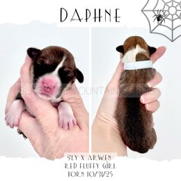 Daphne - Black and tan female Pembroke Welsh Corgi puppy in Santaquin, Utah from Blacktail Mountain Corgis