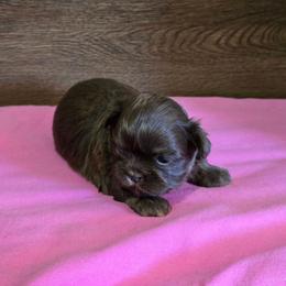 Female 1 - Liver female Shih Tzu puppy in Meadows Of Dan, Virginia from Walt’s Shih Tzus
