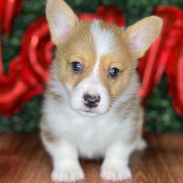 Braford - Red male Pembroke Welsh Corgi puppy in Benton, Arkansas from High Cotton Corgis