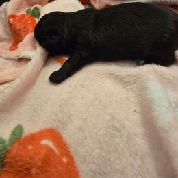 Girl 1 - Black and white female Shih Tzu puppy in Norris City, Illinois from Dainty and Darling Shih Tzu