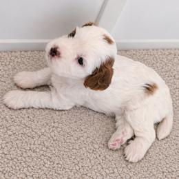 Yellow 'Sunny' - Blenheim female Cavapoo puppy in Newport, North Carolina from Crystal Coast Cavapoodles