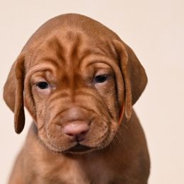 Dalmatians and Vizslas from Clíodhna Kennel