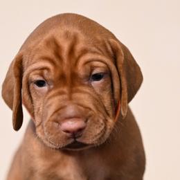 Dalmatians and Vizslas from Clíodhna Kennel