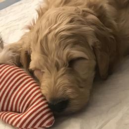 Goldendoodle Puppies from Aloha Sunset Doodles