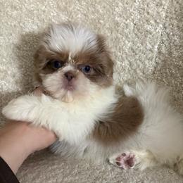 Happy - Tricolor male Shih Tzu puppy in Las Vegas, Nevada from Vegas Shih Tzus