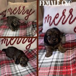Dachshund Puppies from Sweet Heaven Dachshunds