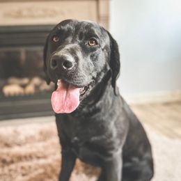Sugar - Labrador Retriever