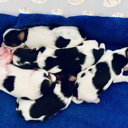 Girl 2 - Black tan and white female Biewer Terrier puppy in Litchfield Park, Arizona from Phoenix Golden Retriever & Biewer Terriers