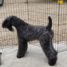 Loch - Kerry Blue Terrier