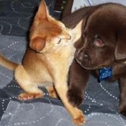 Labrador Retriever Puppies from Lab in the Sack kennel