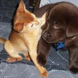 Labrador Retriever Puppies from Lab in the Sack kennel