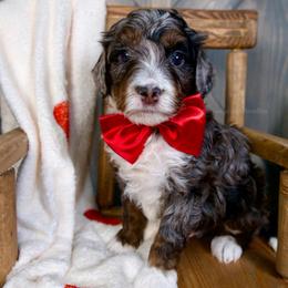 Ralphie - Tri Merle - Merle male Bernedoodle puppy in Bowling Green, Ohio from Windy Creek Doodles