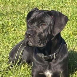 Ruby - Black female Cane Corso puppy in Cameron, Missouri from Cessna Cane Corso