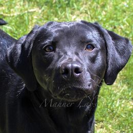 Rose - Labrador Retriever