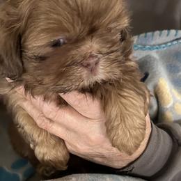Dolly - Liver female Shih Tzu puppy in Scottdale, Pennsylvania from Nancy’s Majestic Shih Tzus