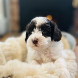 Buddy - male Havapoo puppy in Natural Bridge, Virginia from Rockbridge Puppies