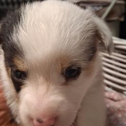 Domino - White and black female Pembroke Welsh Corgi puppy in Gaffney, South Carolina from Battlefield Kennels