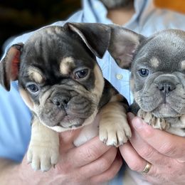 Girl 3 Chocolate & Tan - Tricolors French Bulldog puppy in Havre, Montana from MT French Bulldogs