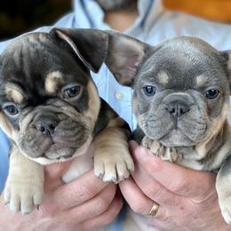Girl 3 Chocolate & Tan - Tricolors French Bulldog puppy in Havre, Montana from MT French Bulldogs