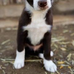 Boy 1 Abominable Snowman "Yeti" - McNab puppy from Iron Oak Stockdogs