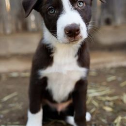 Boy 1 Abominable Snowman "Yeti" - McNab puppy from Iron Oak Stockdogs