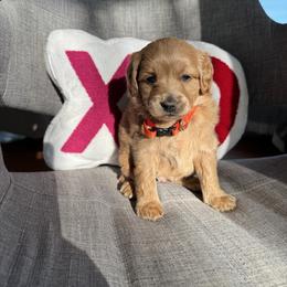 Girl 3 - female Australian Labradoodle puppy in Ferndale, Washington from Annie's Doodles