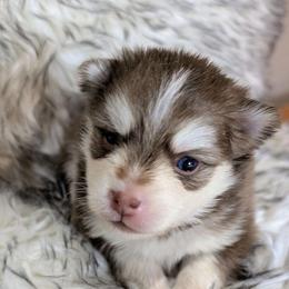 Boy 2 - Red and white male Pomsky puppy in Spring Hill, Florida from www.PuppyTimeEmporium.com