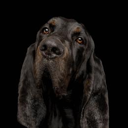 Johnny - Black and Tan Coonhound