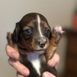 Toffee - Chocolate and tan female Dachshund puppy in Florence County, South Carolina from Modern Family Standards