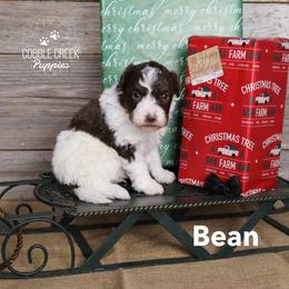 Bean - Brown and white male Bernedoodle puppy in Heyworth, Illinois from Cobble Creek Puppies