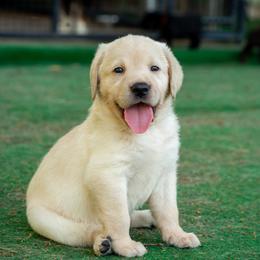 Doberman Pinscher and Labrador Retriever Puppies from Elevage Labrador Retrievers & Dalla Grazia Doberman