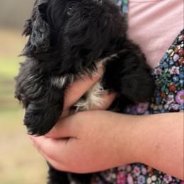 Boy 2 - Black male Pekingese puppy in Clinton, Tennessee from Gracelands Pekingese