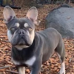 Lupin - French Bulldog