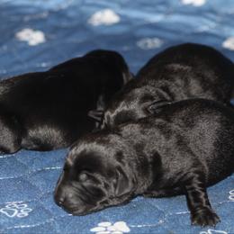 Female 1 - Black female Labrador Retriever puppy in Four Oaks, North Carolina from TLC Retrievers