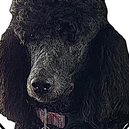 Poodles from Lucy's Standards