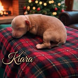 Kiara - Wheaten female Miniature Schnauzer puppy in Clemmons, North Carolina from Schnauzer Snobs